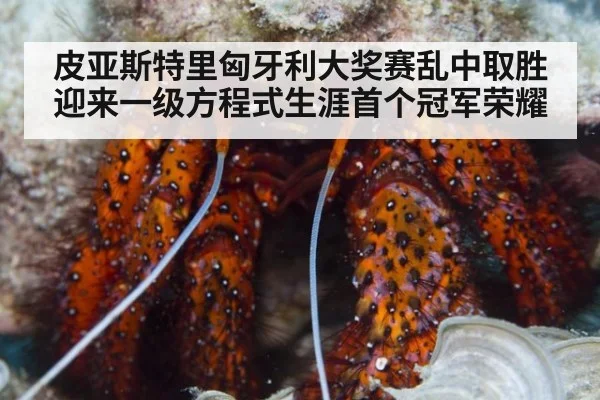 皮亚斯特里匈牙利大奖赛乱中取胜迎来一级方程式生涯首个冠军荣耀